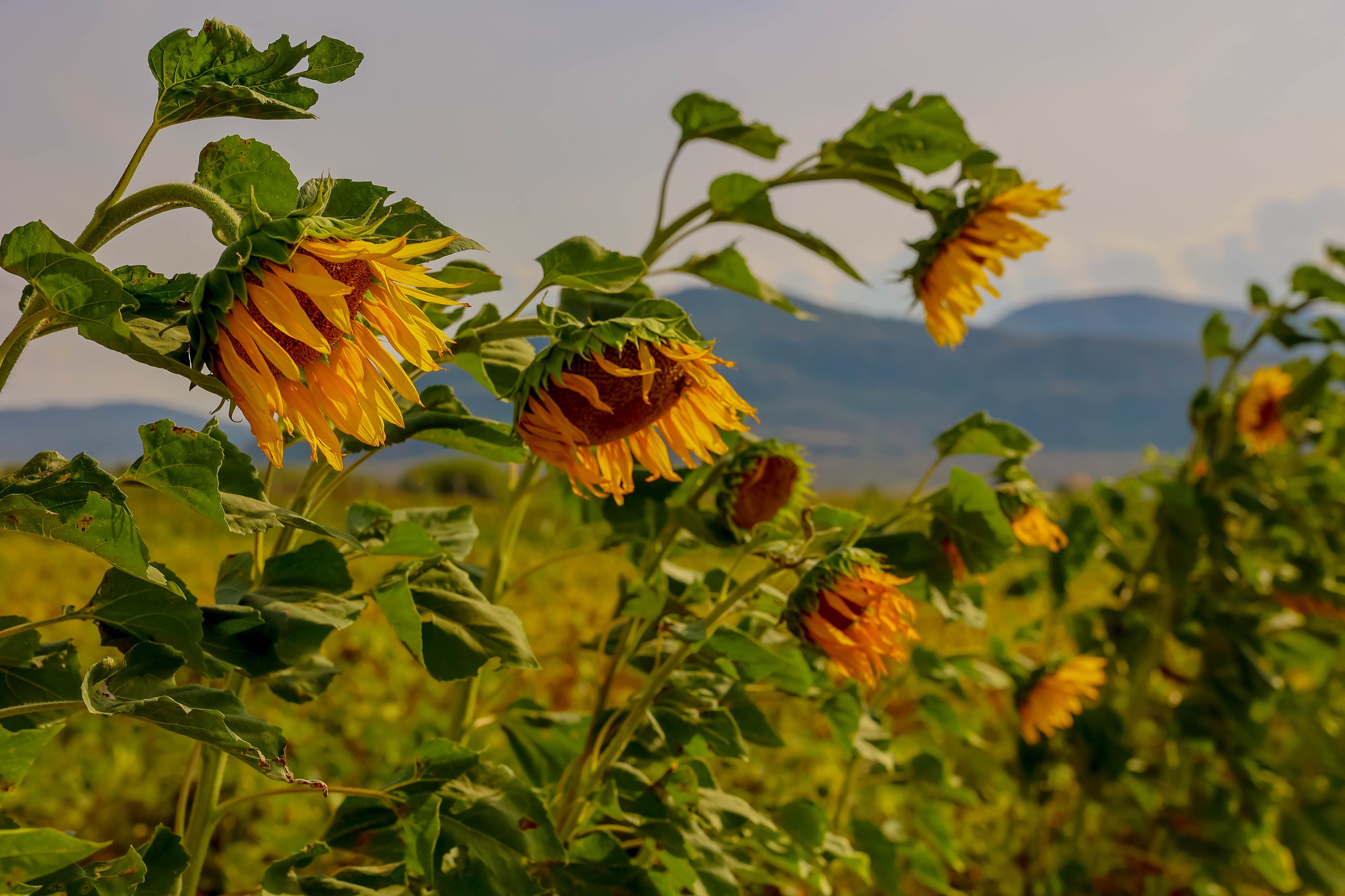 Sustainability Program