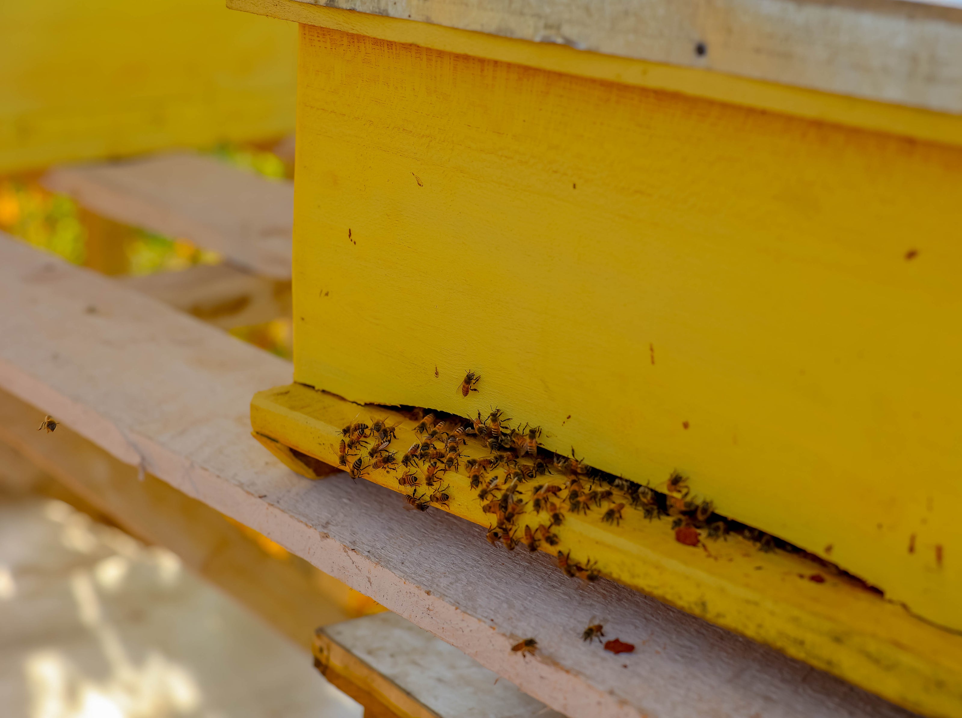 Sustainability Program